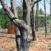 American Hornbeam Carpinus caroliniana #3 - Image 3